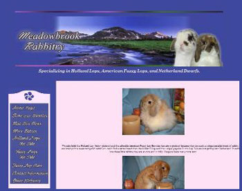 meadowbrook rabbitry holland lop website