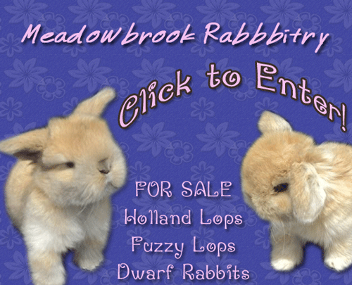 holland lop rabbits cute babies for sale pet fuzzy lop babies for sale in colorado
