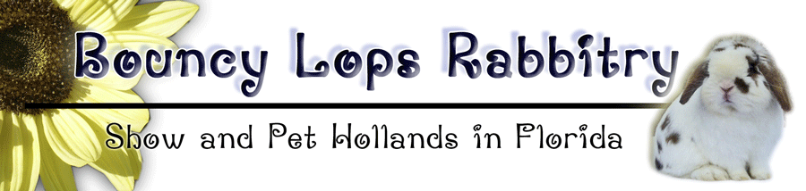 Sunflower text oriented Holland lop bunny banner