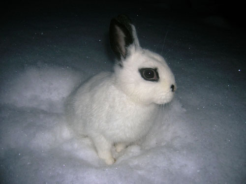 photo of domestic rabbit playing in the snow
