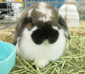 Rabbit Breed ID Study Tips - Rabbit Smarties