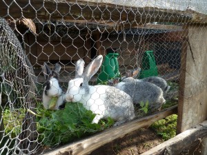 Rabbits + Weeds at Bituyu, Kenya