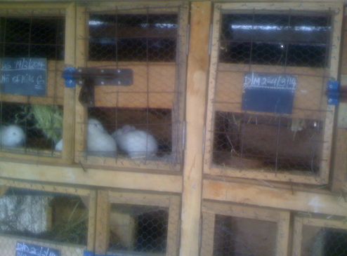 Cages currently being used in the Nairobi 