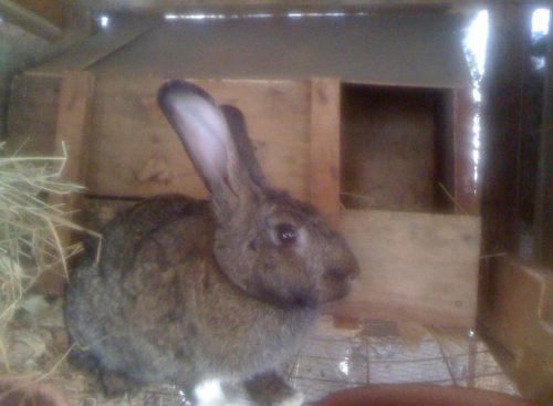 Rabbit Keeping in Kenya - An Exciting Project - Rabbit Smarties