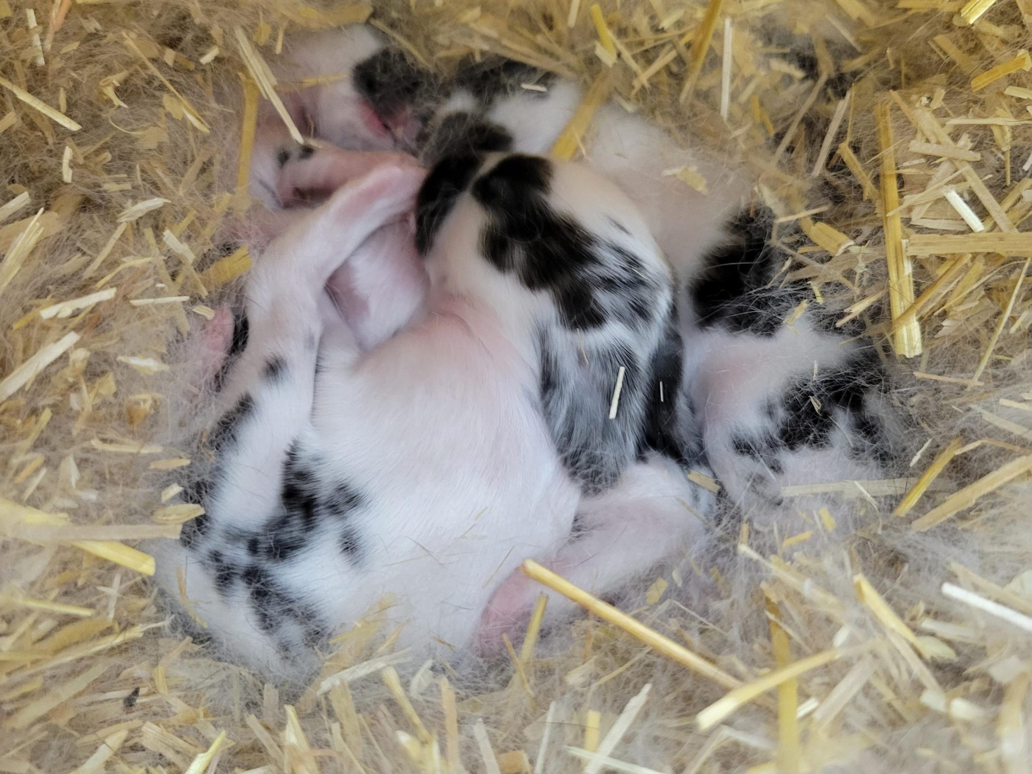 My rabbit had babies can I touch them? Rabbit Smarties