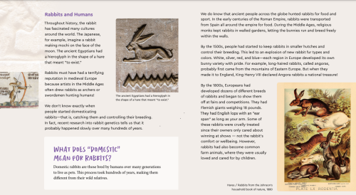 My First Pet Rabbit: Care Guide for Kids - Image 3